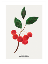 Sibirya Elması - Art Print